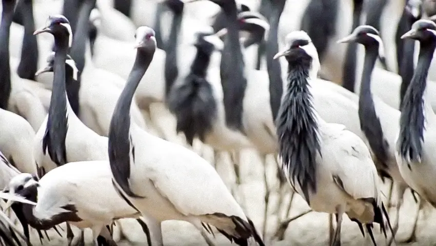 《鸟瞰地球》第5集