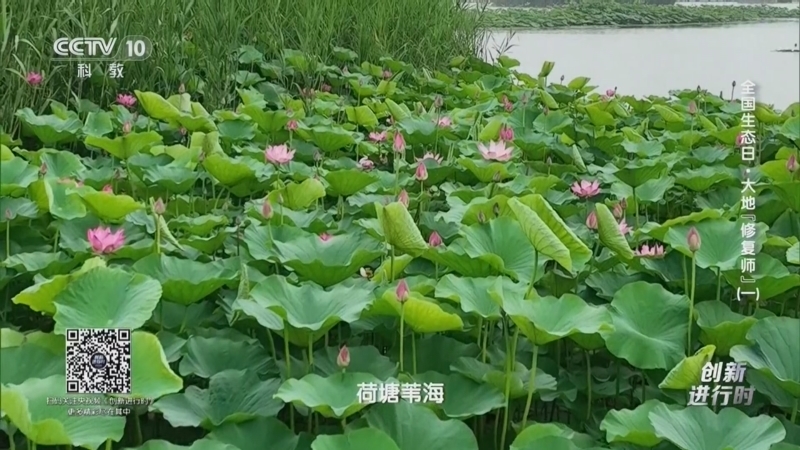 创新进行时 《创新进行时》 20260813 全国生态日·大地“修复师”（一）