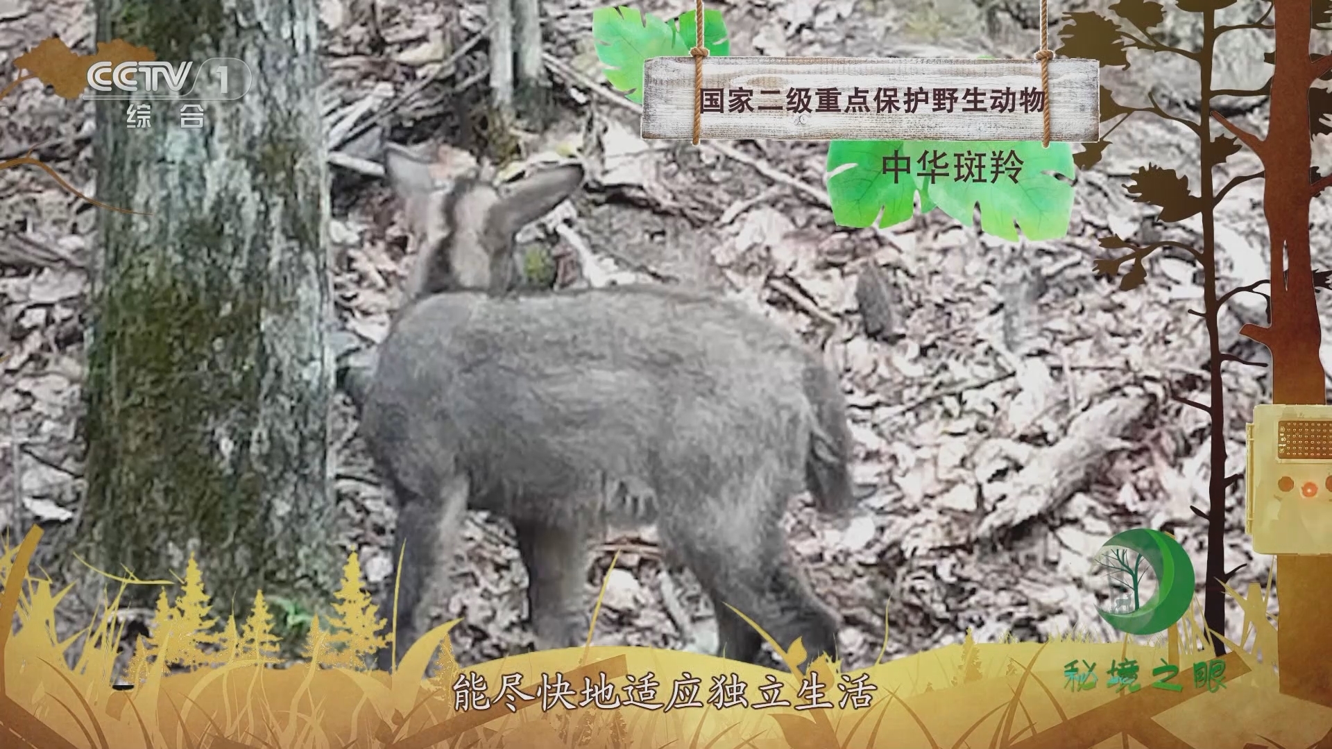 秘境之眼 《秘境之眼》 中华斑羚 20230621