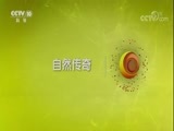 自然传奇 《自然传奇》 20171210 动物们的家