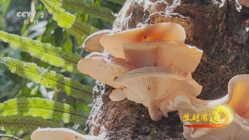生财有道 《生财有道》 20250523 高黎贡山寻山珍 香蕈背篓藏风物