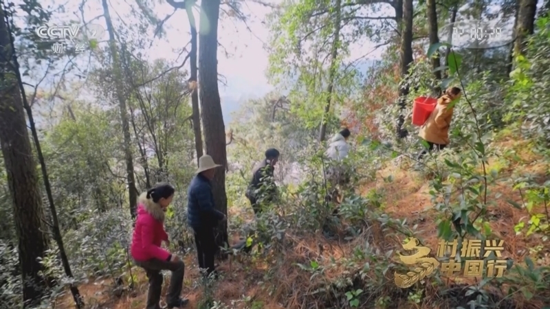 乡村振兴中国行第四季 《乡村振兴中国行》第四季 20250404 高山峡谷藏珍味 阳光生活悦游人