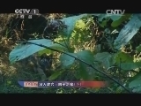 人与自然 《人与自然》 20140311 深入虎穴——四子之家（下）