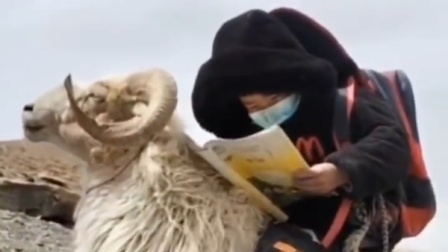 @所有人 6岁牧区男孩在羊背上入神读书