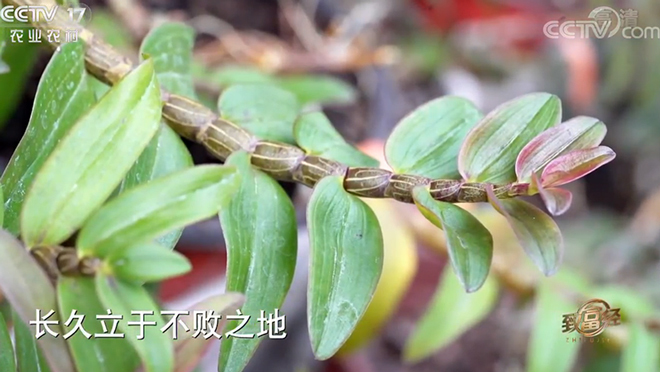 致富经 《致富经》 20191218 “仙草”种树上 荒山变金山