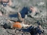 自然传奇 《自然传奇》 20171015 野性大地