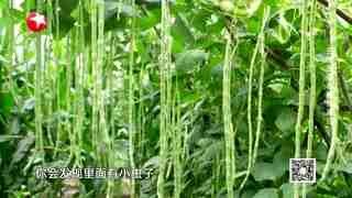 名医话养生_20210803_去除蔬菜农残有高招