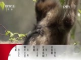 动物世界 《动物世界》 20170808 动物辣妈篇（一）