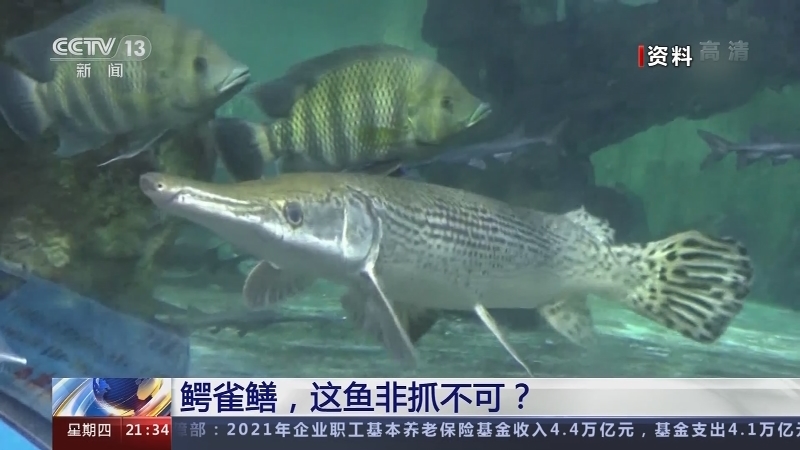 新闻1+1 《新闻1+1》 20220825 鳄雀鳝，这鱼非抓不可？
