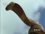 动物世界 《动物世界》 20161014 捕蛇能手细尾獴传奇