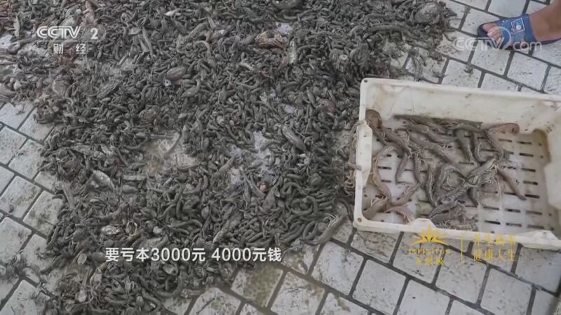消费主张 《消费主张》 20200928 金秋开渔忙 今年海鲜价格如何？