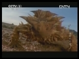 魅力纪录（CCTV-1综合频道） 《魅力纪录》 20130424 生命的力量 第三集 澳大利亚
