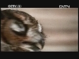 动物世界 《动物世界》 20120602