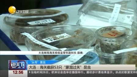 说天下 大连：海关截获53只 “蒙混过关”昆虫