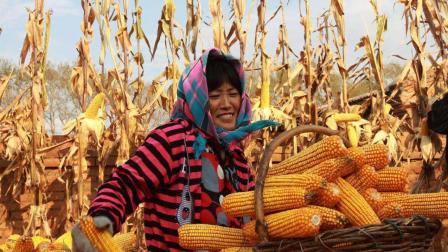 国内物价都在上涨，为什么只有粮食不涨价?