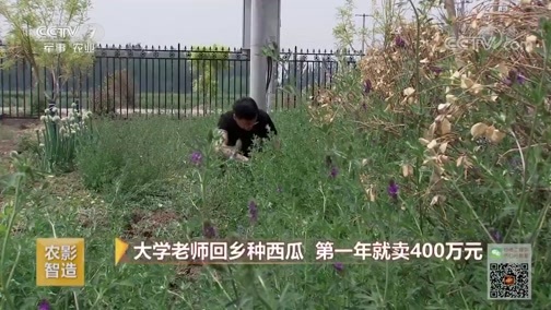 致富经 [致富经]大学老师回乡种西瓜 第一年就卖400万元 20190731