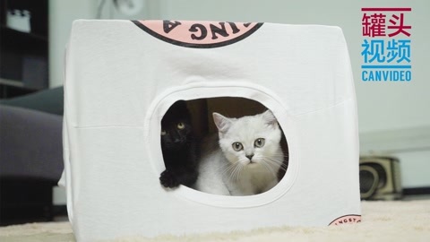 举起爪儿来 自制趣味猫帐篷