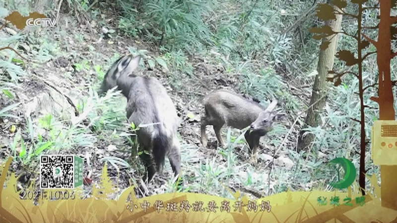 秘境之眼 《秘境之眼》 中华斑羚 20220714
