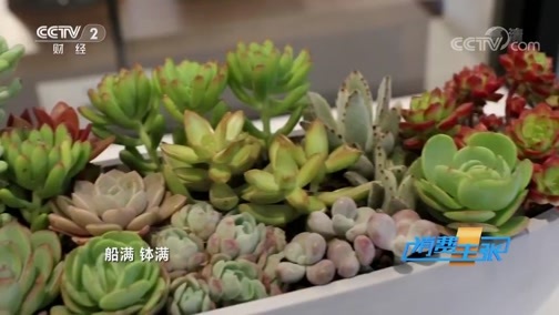 消费主张 《消费主张》 20191218 温暖过冬：如何用绿植装饰家？
