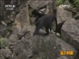 远方的家 《远方的家》特别节目《再见江河》浓墨丹青画乌江 20150703
