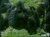 野生动物的保护者 野生动物的保护者 山地大猩猩和帕斯卡·司科特
