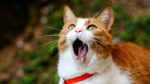 喵客帝国 软萌猫咪还有东北口音？