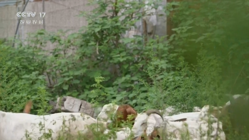 《三农群英汇》 20260325 故土戏台续芳华