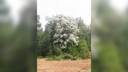 @所有人 登封发现3株约150年树龄流苏古树