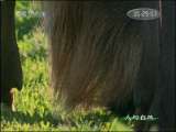 人与自然 自然发现：哺乳动物 人与自然 20101106
