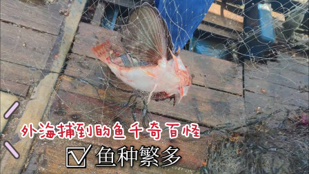南澳岛赶海日记 外海鱼的种类繁多千奇百怪，两天一夜收获5000多