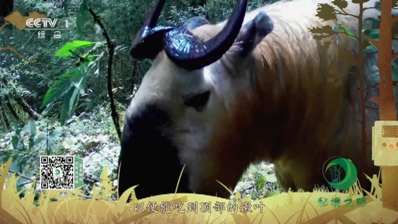 秘境之眼 《秘境之眼》 四川羚牛 20220716