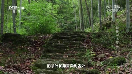 地理中国 《地理中国》 20190412 奇居宝地·探秘神农谷（下）