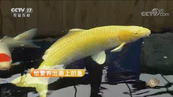 致富经 《致富经》 20201009 他要养出画上的鱼