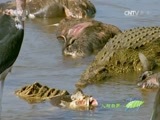 人与自然 《人与自然》 20160708 食腐王国真相（下）