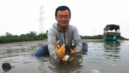 思乡渔夫 养殖场跑出大螃蟹，被渔夫捡漏了，连摸八个都是大青蟹