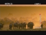 动物世界 《动物世界》 20141220 永不停歇的脚步（四）