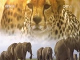 人与自然 《人与自然》 20150620 自然发现：为生存而捕猎——伪装觅食（上）