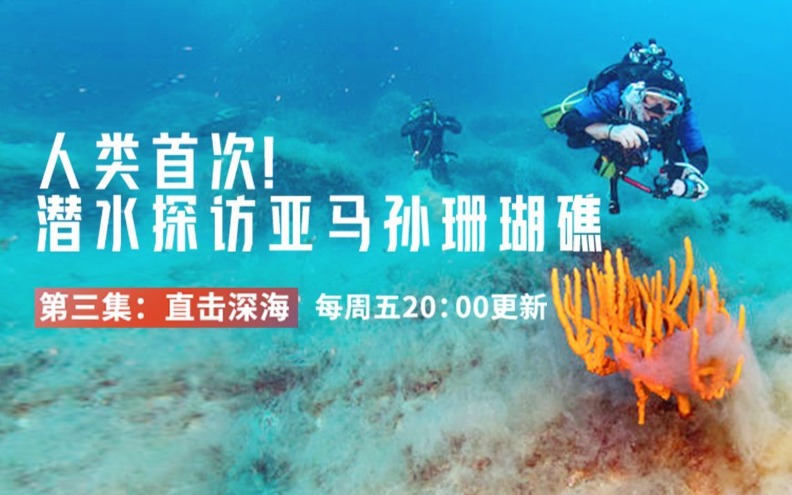 人类首次！潜水探访亚马孙河口珊瑚礁