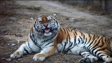 猿创精选 买豪车上铁锁 求该车主智商欠费多少 109
