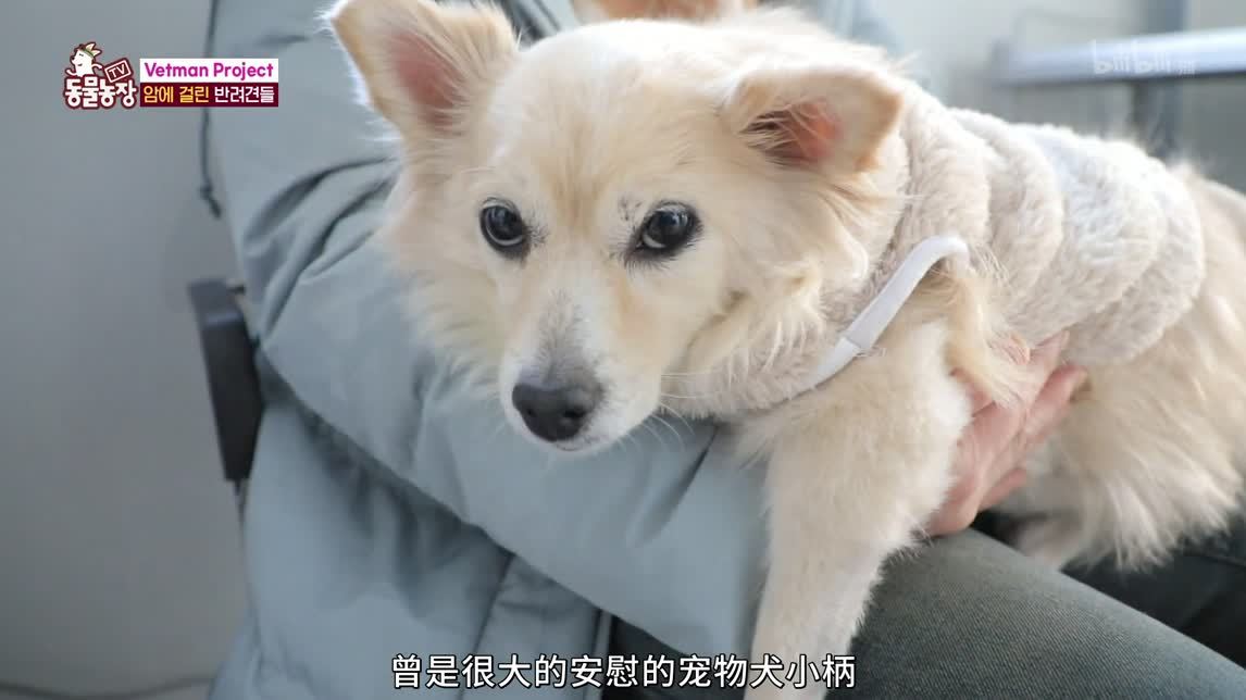 乞丐一样的流浪犬