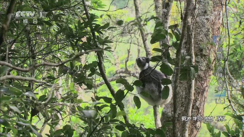 动物世界 《动物世界》 20201001 大狐猴·丛林为家（上）