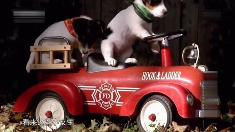 小萌犬第一次拍写真