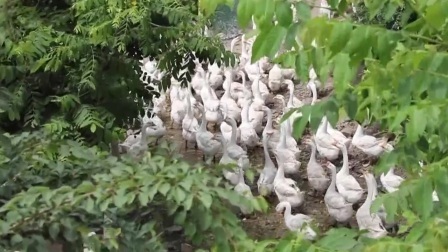 点赞我家乡 为小边村主力点赞