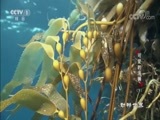 动物世界 《动物世界》 20180607 可爱的海獭（下）