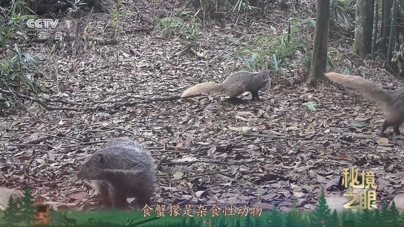 秘境之眼 《秘境之眼》 食蟹獴 20251024
