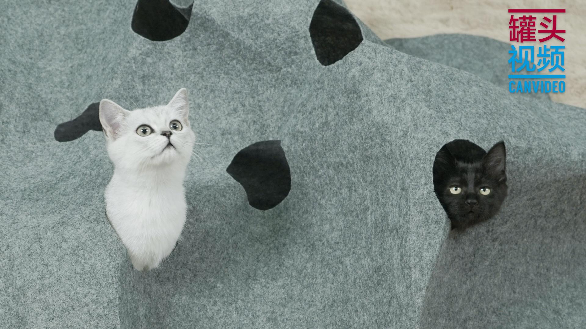 举起爪儿来 DIY毡布猫隧道【举起爪儿来】
