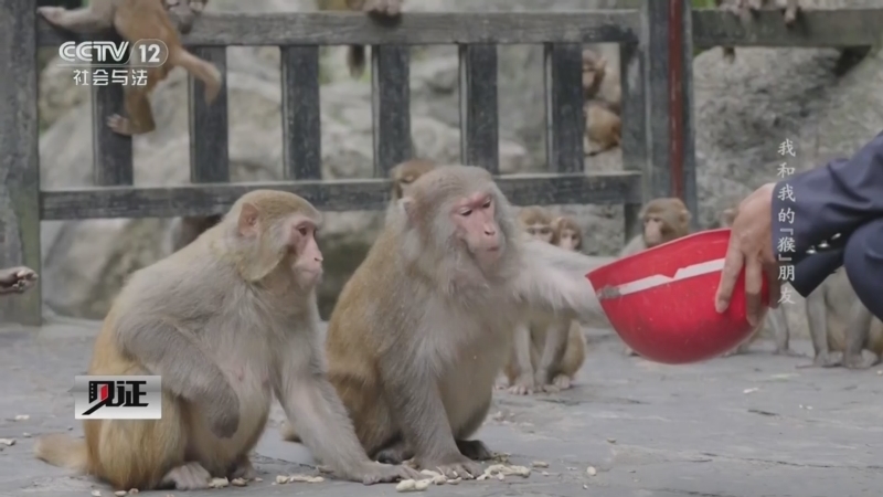 《见证》 20260406 我和我的“猴”朋友