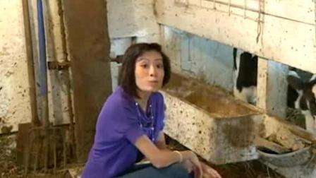 英国母牛产下三胞胎 概率仅十万分之一