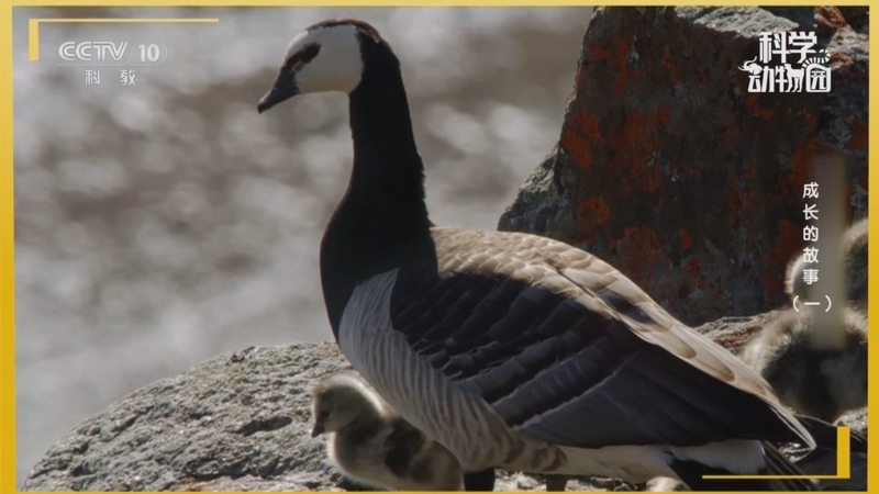 《科学动物园》 20250901 成长的故事（一）