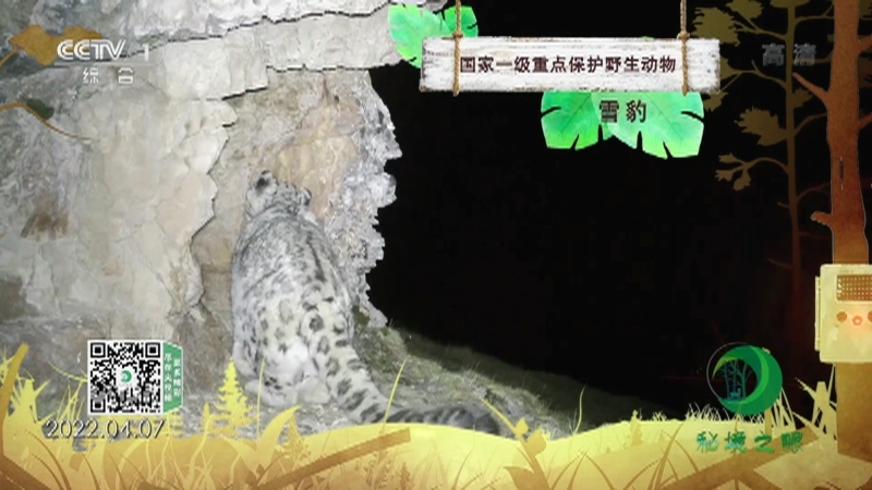 秘境之眼 《秘境之眼》 雪豹 20221202